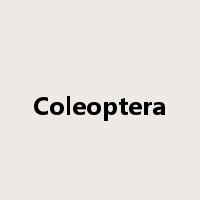 Coleoptera是什么意思