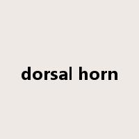 dorsal horn是什么意思
