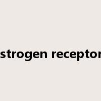 estrogen receptors是什么意思