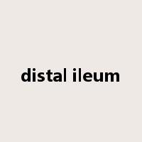distal ileum是什么意思
