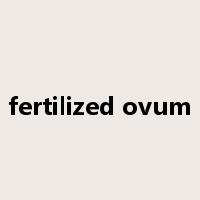 fertilized ovum是什么意思