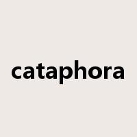 cataphora是什么意思