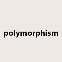 polymorphism是什么意思
