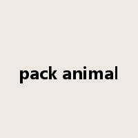 pack animal是什么意思