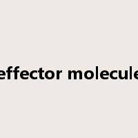 effector molecule是什么意思