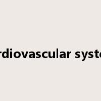 cardiovascular system是什么意思