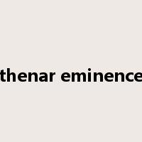 thenar eminence是什么意思