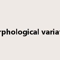 morphological variation是什么意思