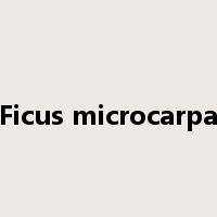 Ficus microcarpa是什么意思