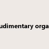 rudimentary organ是什么意思