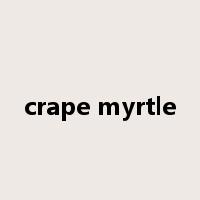 crape myrtle是什么意思