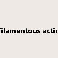 filamentous actin是什么意思