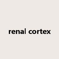 renal cortex是什么意思