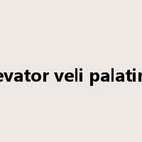 levator veli palatini是什么意思