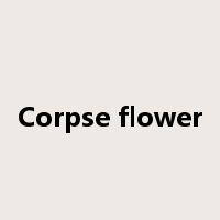 Corpse flower是什么意思