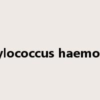 Staphylococcus haemolyticus是什么意思