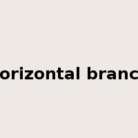 horizontal branch是什么意思
