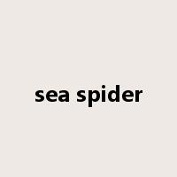 sea spider是什么意思