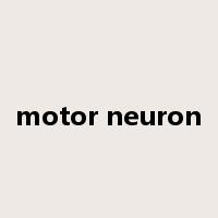 motor neuron是什么意思