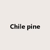Chile pine是什么意思