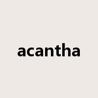 acantha是什么意思