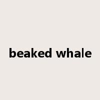 beaked whale是什么意思