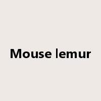 Mouse lemur是什么意思