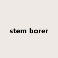 stem borer是什么意思