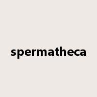 spermatheca是什么意思