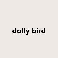 dolly bird是什么意思