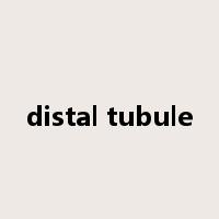 distal tubule是什么意思