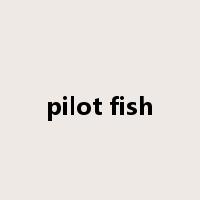 pilot fish是什么意思