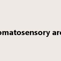 somatosensory area是什么意思