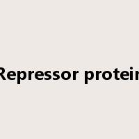 Repressor protein是什么意思