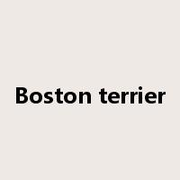 Boston terrier是什么意思
