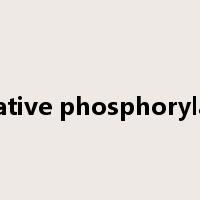 oxidative phosphorylation是什么意思