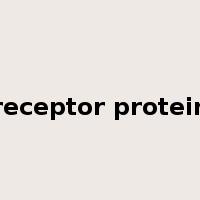 receptor protein是什么意思