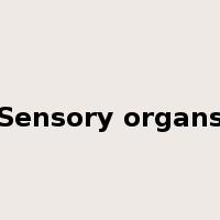 Sensory organs是什么意思