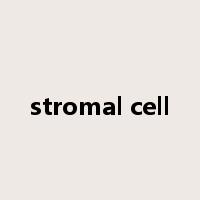 stromal cell是什么意思