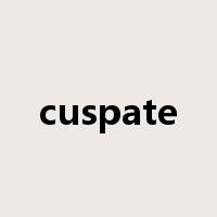 cuspate是什么意思