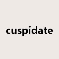 cuspidate是什么意思