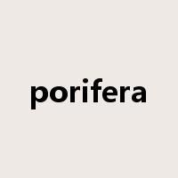 porifera是什么意思