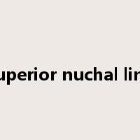 superior nuchal line是什么意思