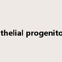 endothelial progenitor cell是什么意思