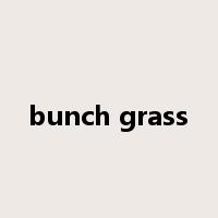 bunch grass是什么意思