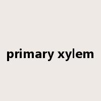 primary xylem是什么意思
