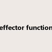 effector function是什么意思