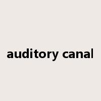 auditory canal是什么意思