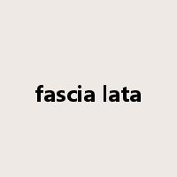 fascia lata是什么意思