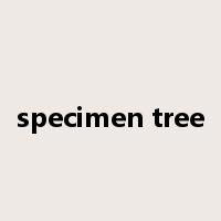 specimen tree是什么意思